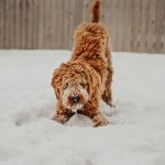 Dog Poop Pickup in Fishers Indiana