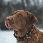 Dog Poop Pickup in Fishers Indiana