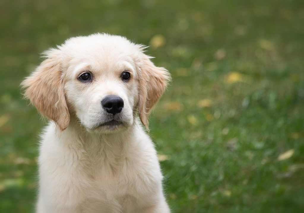 Dog Poop Pickup in Fishers Indiana