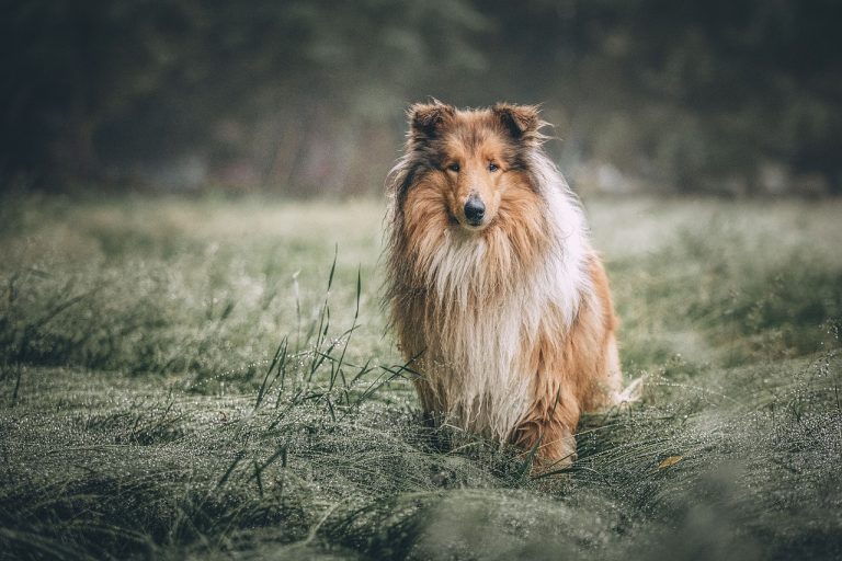 rough collie, animal, dog-5631188.jpg